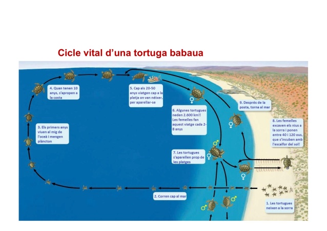 Cicle vital tortuga babaua-1